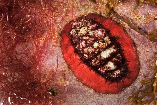 Chiton 3 rm